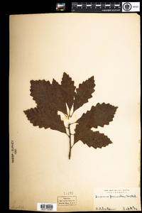 Quercus prinoides image