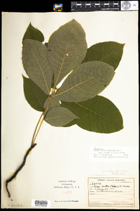 Carya glabra image