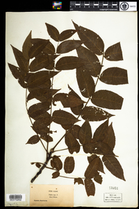 Juglans nigra image