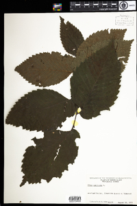 Ulmus americana image