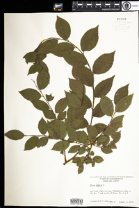 Ulmus pumila image