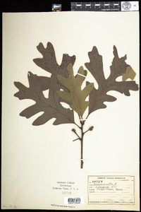 Quercus alba image