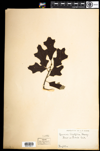 Quercus ilicifolia image