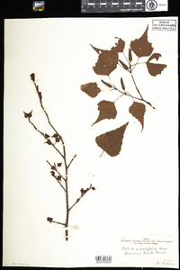 Betula populifolia image