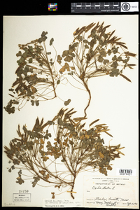 Oxalis dillenii image