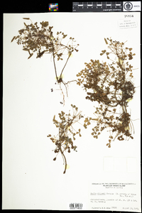 Oxalis dillenii image