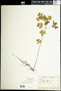 Oxalis stricta image