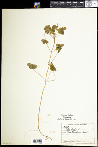 Oxalis stricta image