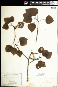 Populus tremuloides image