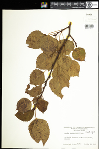 Populus tremuloides image