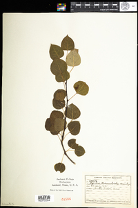 Populus tremuloides image