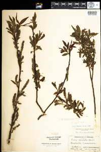 Salix eriocephala image