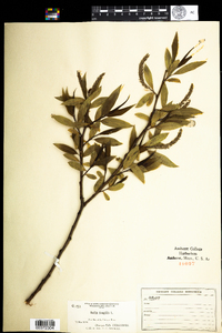 Salix fragilis image