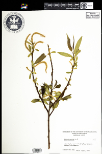 Salix fragilis image