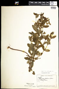 Hypericum punctatum image