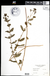 Hypericum punctatum image