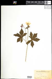 Geranium maculatum image