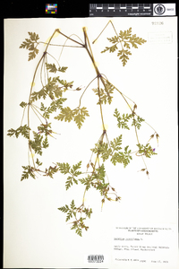 Geranium robertianum image