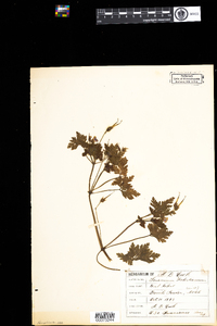 Geranium robertianum image