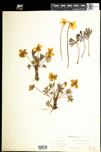 Viola pedata image