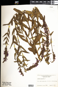 Lythrum salicaria image