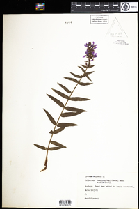 Lythrum salicaria image