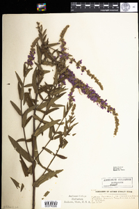 Lythrum salicaria image