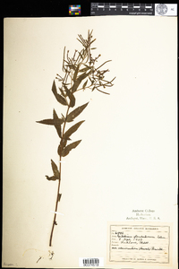 Epilobium ciliatum image