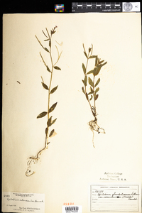 Epilobium ciliatum image