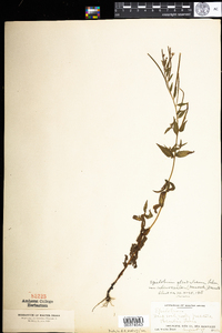 Epilobium ciliatum image