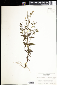 Epilobium ciliatum image