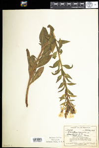 Oenothera biennis image