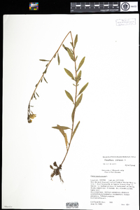 Oenothera perennis image