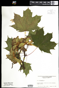 Acer platanoides image