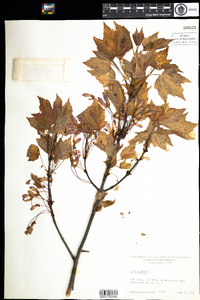 Acer rubrum image