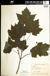 Acer rubrum image