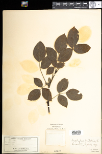 Staphylea trifolia image