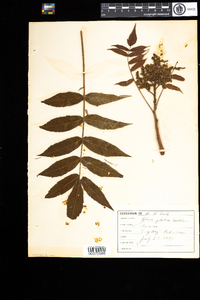 Rhus glabra image