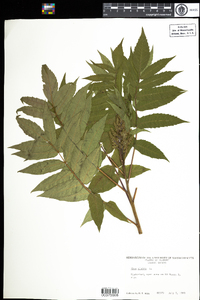 Rhus glabra image