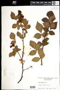 Rhus aromatica image