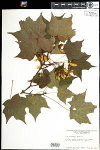 Acer saccharum image