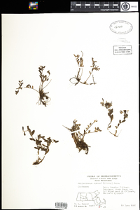 Helianthemum dumosum image