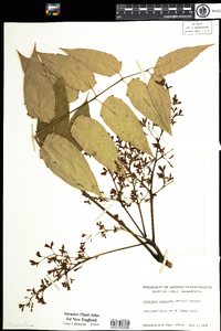 Ailanthus altissima image