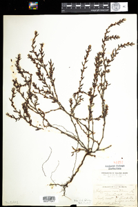 Polygonum glaucum image