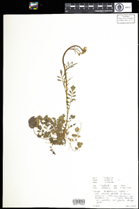 Cardamine pratensis image