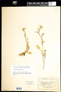 Cardamine pratensis image