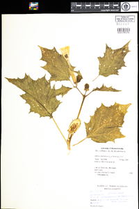 Datura stramonium image