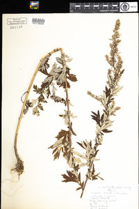 Artemisia vulgaris image