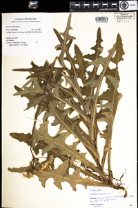 Sonchus arvensis image