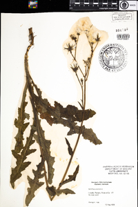 Sonchus arvensis image